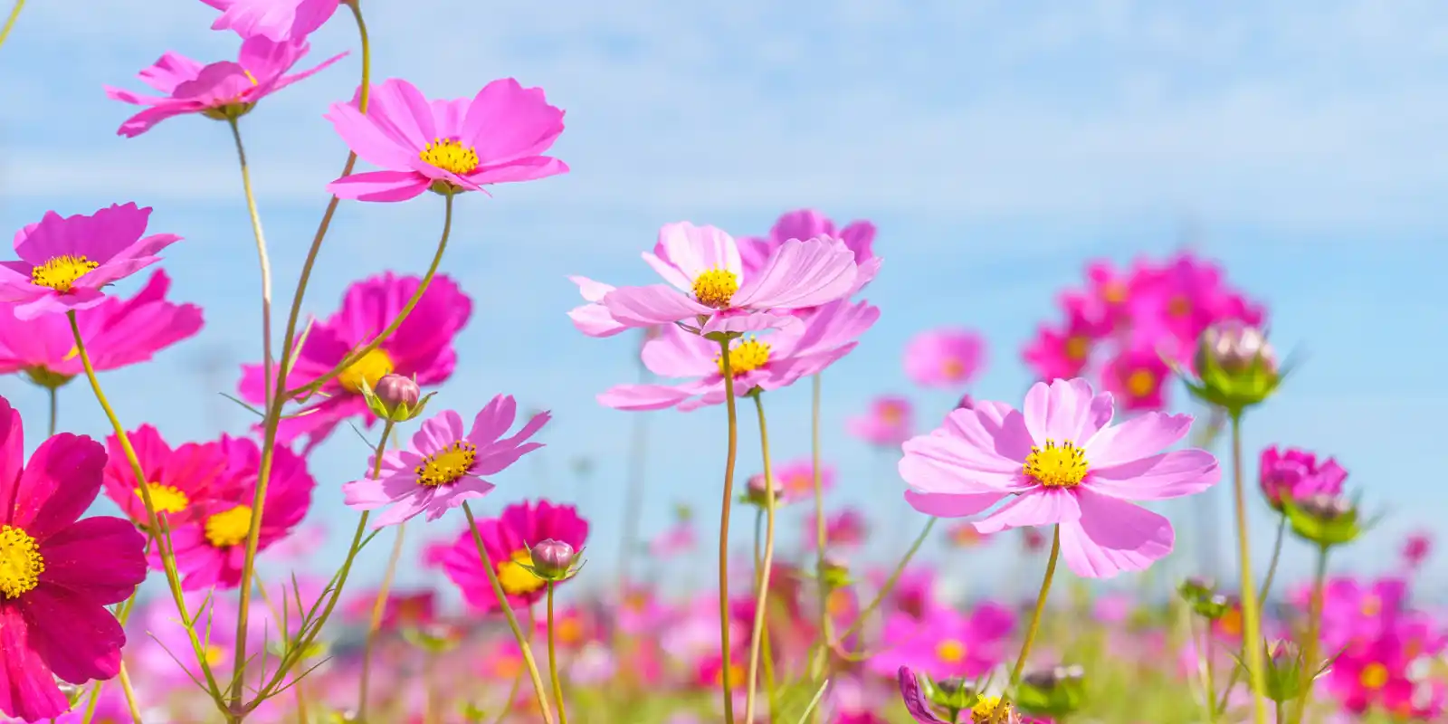 住宅型有料老人ホーム 夢花～ゆめか～